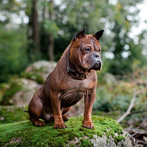 Chinese Dog Breeds