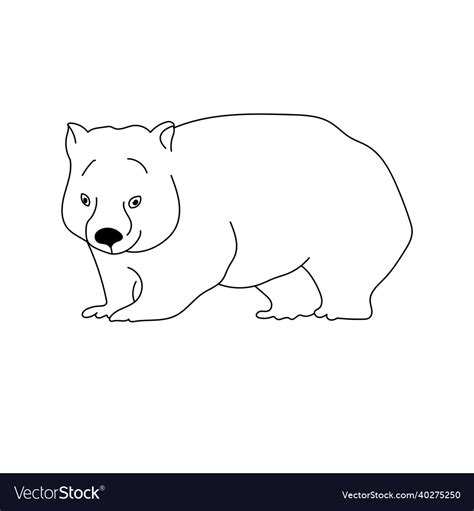 Wombat outline drawing of an australian animal Vector Image