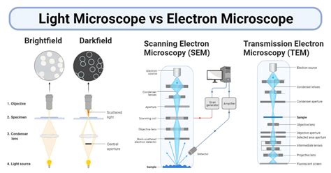 Light Microscope vs Electron Microscope- 36 Major Differences