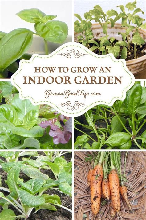 How to Grow an Indoor Garden | Growing food indoors, Indoor vegetables, Indoor vegetable gardening