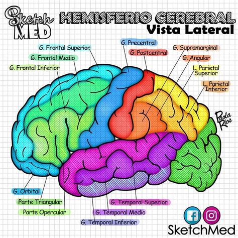 Los Hemisferios Del Cerebro Neurociencia Y Educacion Anatomia Y | Images and Photos finder