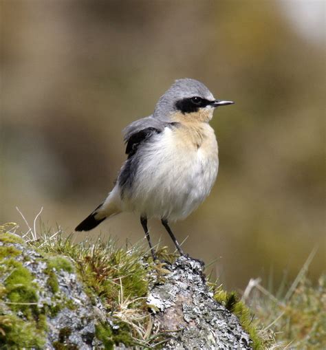 Northern Wheatear "Oenanthe oenanthe" | Boreal Songbird Initiative