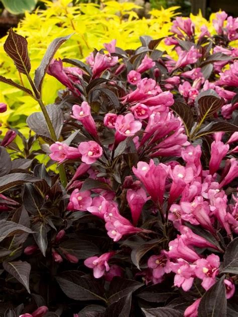 Lazy Gardener Alert! 10 Gorgeous Shrubs That Don't Need Pruning | Flowering shrubs, Flowering ...