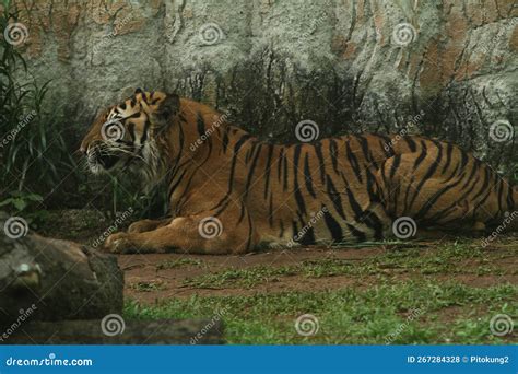 Portrait of a Sumatran Tiger Sitting in the Grass Stock Photo - Image ...