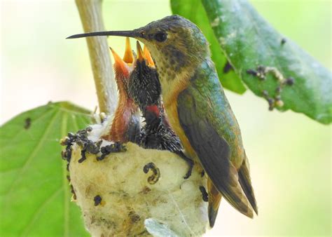 We're so hungry. | Allen's Hummingbird Feeding Photo taken b… | Flickr