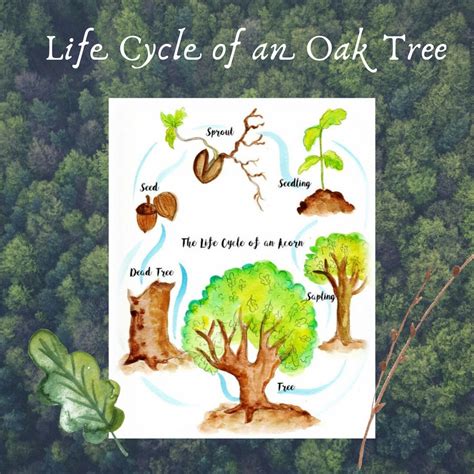 Oak Tree Life Cycle Diagram | Porn Sex Picture