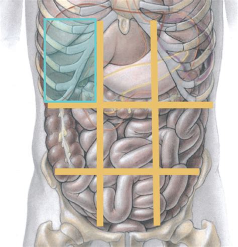 1 - Position of viscera Diagram | Quizlet