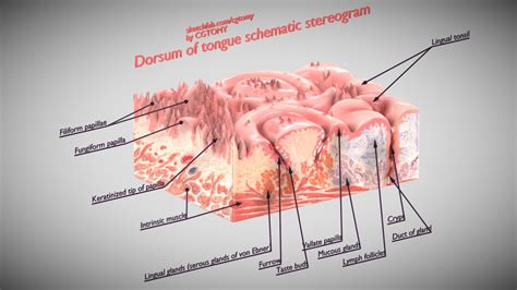 Dorsum of tongue schematic stereogram - Buy Royalty Free 3D model by CGTOMY [7d709eb ...