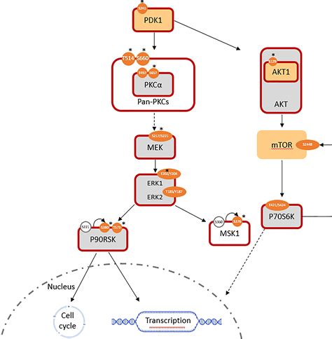 Frontiers | PKC-mediated phosphorylation and activation of the MEK/ERK pathway as a mechanism of ...