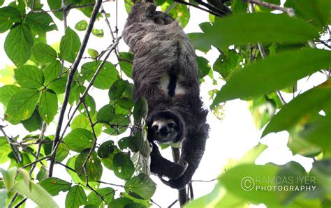 Panama Wildlife – Ramdas Iyer Photography