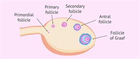 IVF Follicle Sizes And Growth Chart, 44% OFF