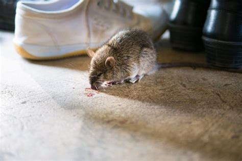 Diseases from Mice and Tips for Preventing Health Risks - Precise Termite & Pest Control