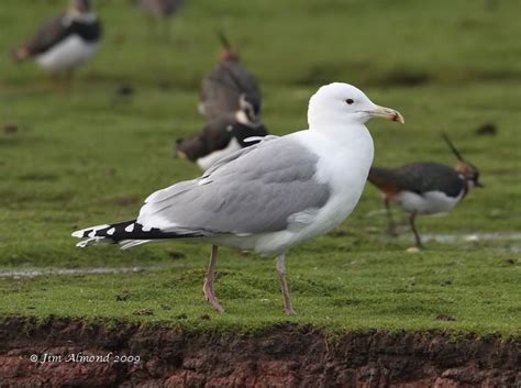 Caspian gull - Alchetron, The Free Social Encyclopedia