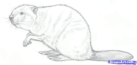 How to Draw Beavers, Step by Step, forest animals, Animals, FREE ... | Animal sketches, Animal ...