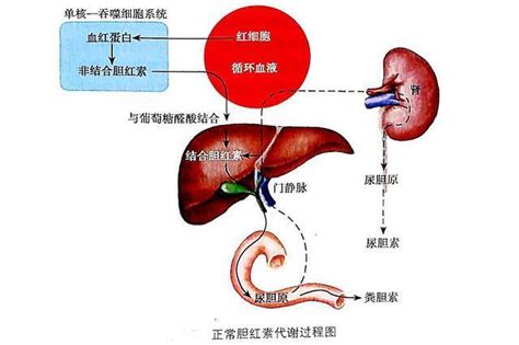 临床上遇到总胆小于直胆，怎么处理？_学术交流_检验视界_检验视界网