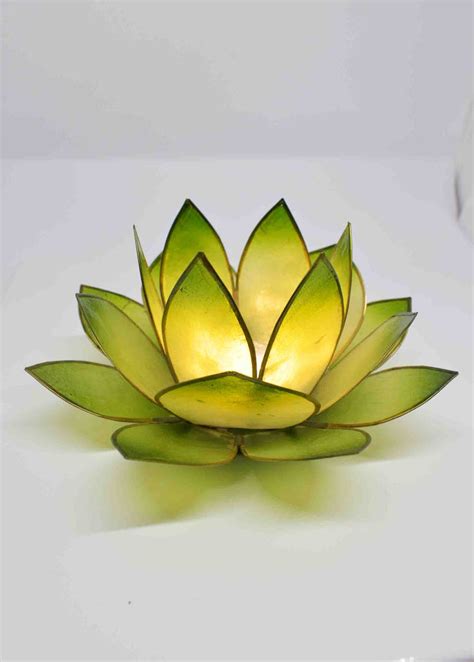 Lime Green Lotus Flower – Pixi Daisy