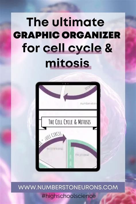 The ultimate graphic organizer for teaching cell cycle & mitosis | FREE [Video] | Cell cycle ...