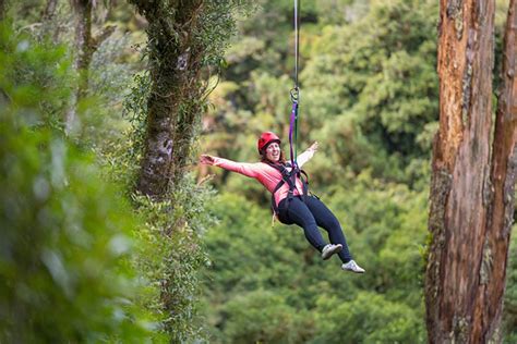 Rotorua Forest Zipline Canopy Adventure Eco Tours