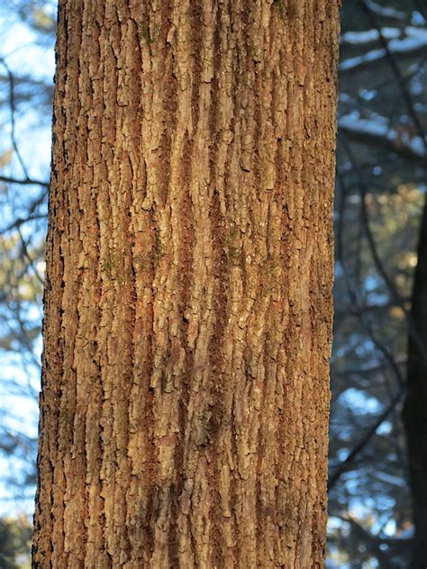 Tsuga canadensis – Eastern Hemlock | Trees Canadensis