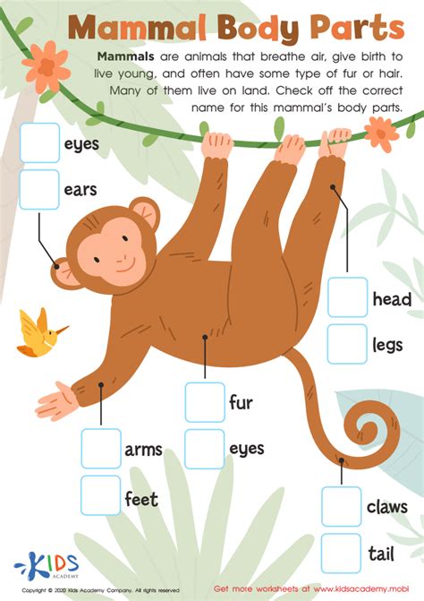 Easy First Grade Science Worksheets - Free PDF worksheets