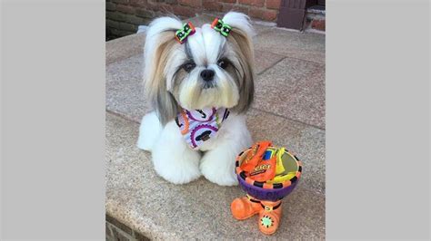 11 Shih Tzu Hairstyles: Find The Best One for Your Dog