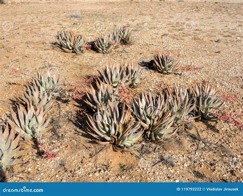 Succulent Plants in the Desert of Central Namibia Stock Photo - Image ...