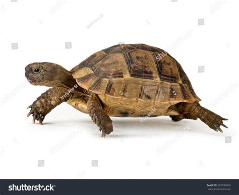 43,321 Brown turtle Images, Stock Photos & Vectors | Shutterstock