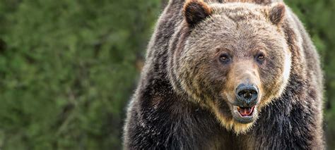 The Return of the Grizzly, and Bear Hunting, in the West | Outdoor Life