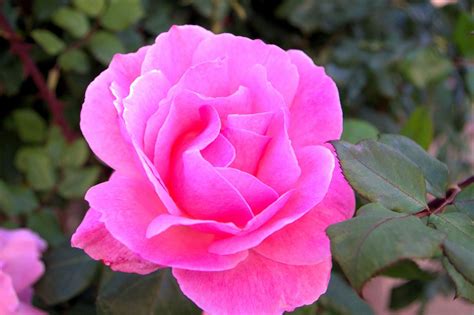 Beautiful Pink Rose Free Stock Photo - Public Domain Pictures