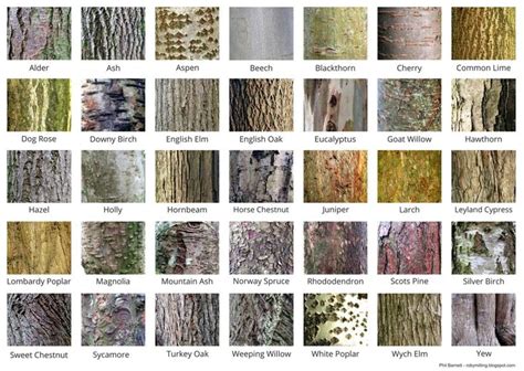 Robert Macfarlane (@RobGMacfarlane) | Twitter | Tree bark identification, Tree identification ...