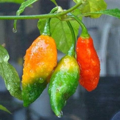 Ghost Pepper Seeds – USA SEED VILLAGE