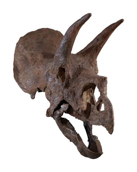 An Exceptional, Very Complete Triceratops Skull | History of Science ...