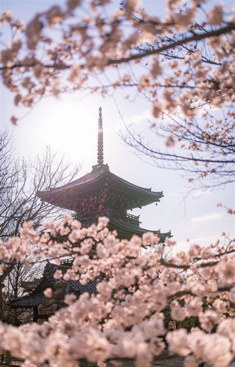 Kyoto Cherry Blossom Photo Update - Higashiyama - Travel Caffeine