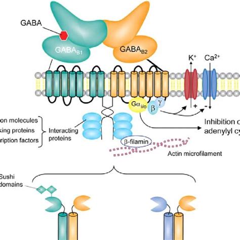 Schematic diagram of a GABA A receptor composition, structure, and ...