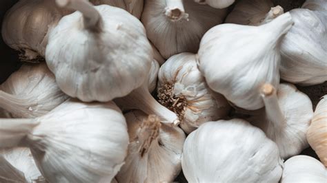 7 Best Garlic Varieties to Grow at Home (With Pictures) | House Grail