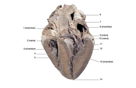 [Solved] Label each number on the sheep heart | Course Hero