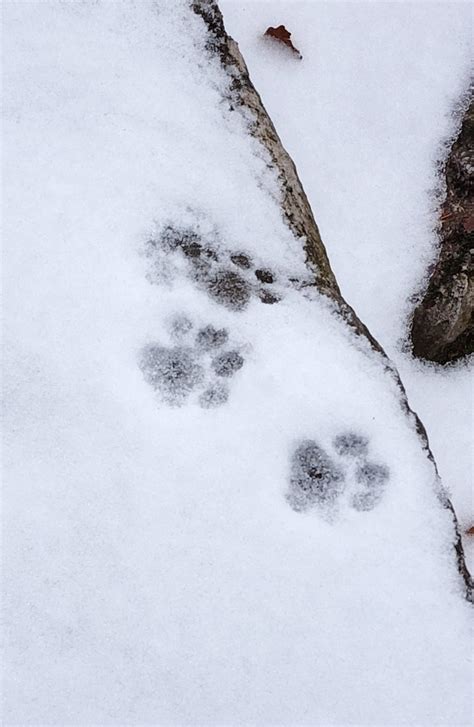 Bobcat Tracks in Snow | Hawk Mountain Sanctuary: Learn Visit Join