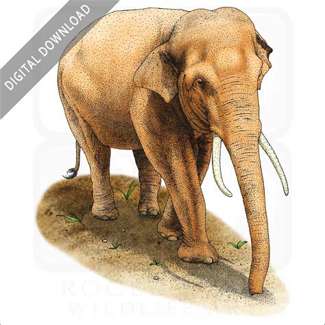 Asian Elephant Drawing