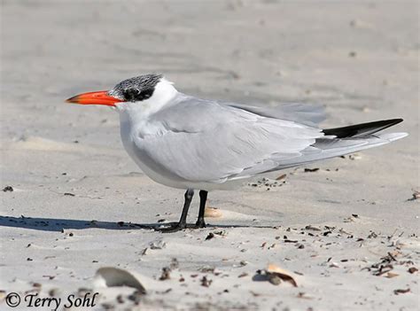 Caspian Tern - South Dakota Birds