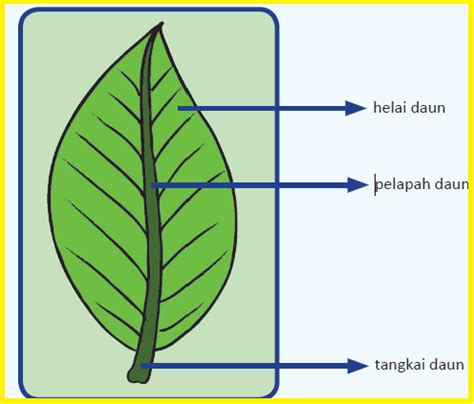 Fungsi Daun Lengkap Struktur Bagian Jenis Dan Contohnya Edukasi Info ...