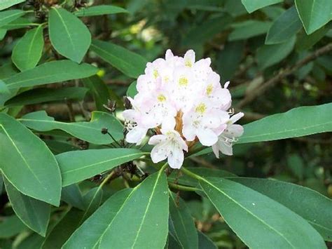 West Virginia State Flower | The West Virginia State Flower … | Flickr