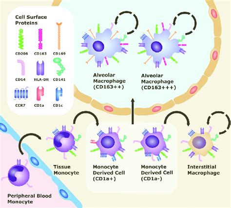 Cell surface markers of monocyte/macrophage populations within the lung ...