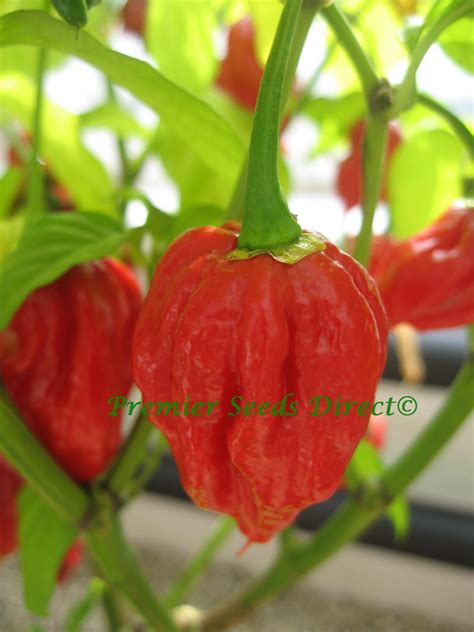 Hot Chilli Pepper Trinidad Scorpion new | Pepper Hot | Premier Seeds Direct ltd