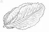 Lettuce Coloring Pages sketch template