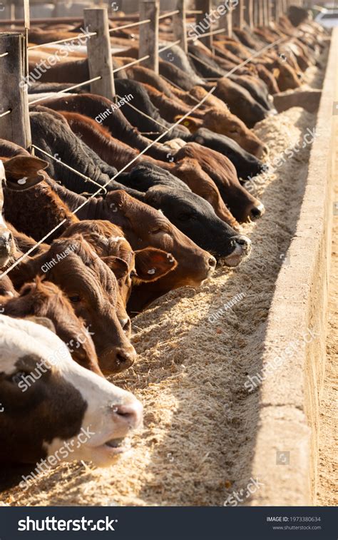 Cows Feedlot Feed Yard Stock Photo 1973380634 | Shutterstock