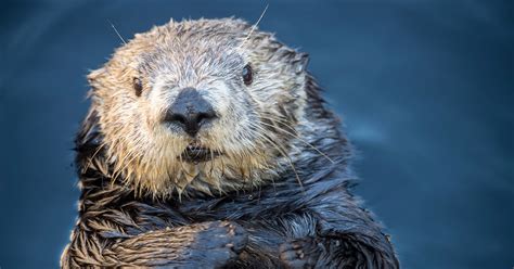 Southern sea otter | Wallpapers | Monterey Bay Aquarium