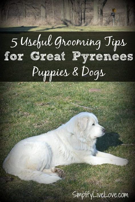 5 Useful Tips for Grooming Great Pyrenees Puppies - Simplify, Live, Love