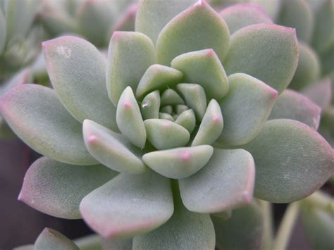 Echeveria - Flowers