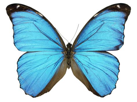 Scientist grows butterfly wing in laboratory | The Independent | The ...