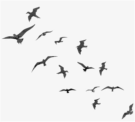 Birds Png Transparent Library - Bird Flying Silhouette Png Transparent PNG - 1600x900 - Free ...